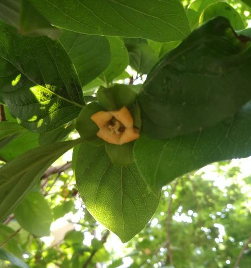 柿子开花吗？开花时间与样子是什么样的？