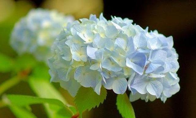 绣球花的花语（探究绣球花的深层含义及其象征意义）