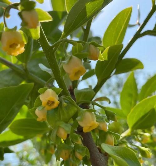 柿子开花吗？开花时间与样子是什么样的？