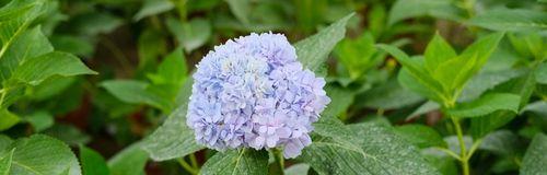 绣球花的花语（探究绣球花的深层含义及其象征意义）