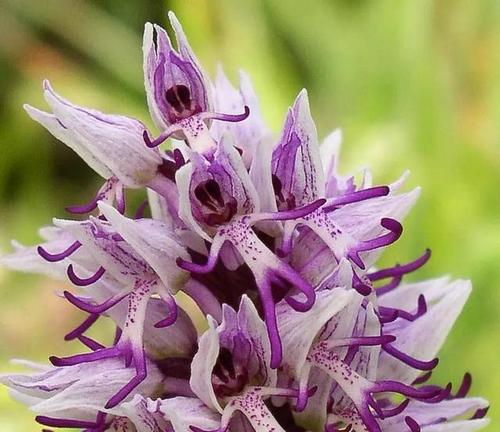 坚强独立，代表独立自强的花（力量之花——努力奋斗）