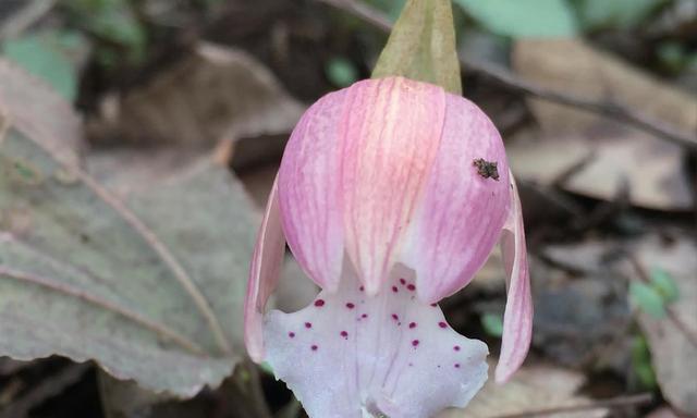 坚强独立，代表独立自强的花（力量之花——努力奋斗）