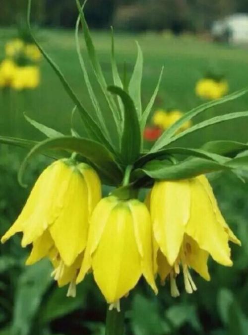 坚强独立，代表独立自强的花（力量之花——努力奋斗）