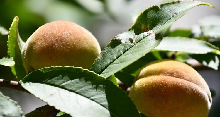 毛桃什么时候成熟？如何判断毛桃的最佳采摘时间？