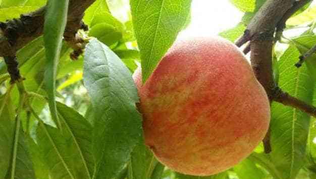 毛桃什么时候成熟？如何判断毛桃的最佳采摘时间？