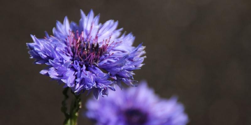 矢车菊代表哪个国家？它是如何成为国花的？