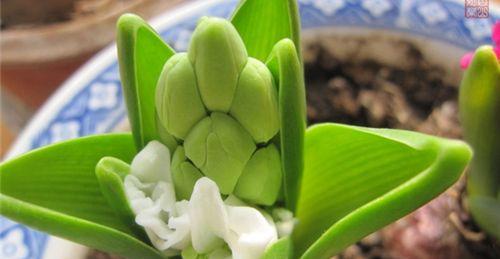 诚信之花（以花为媒）