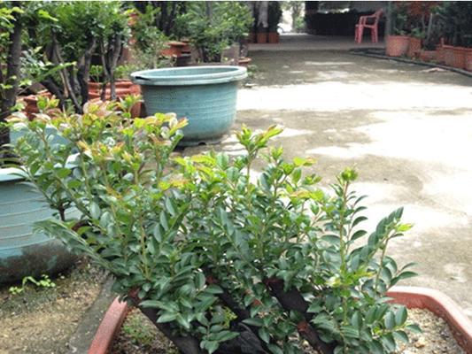 黑骨茶用什么肥料最好？如何确保其健康生长？