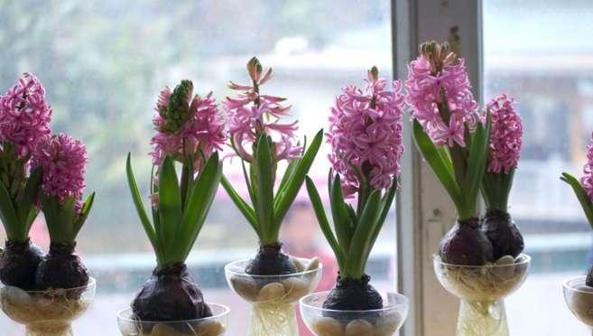 诚信之花（以花为媒）