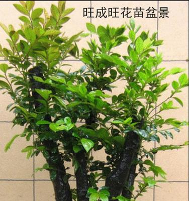 黑骨茶用什么肥料最好？如何确保其健康生长？