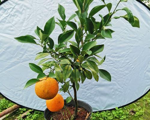 桔树施什么肥最好？如何根据季节选择肥料？