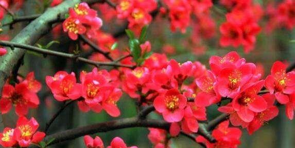 相思的花，承载思念之情（花开相思处）