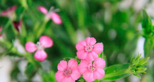 相思的花，承载思念之情（花开相思处）