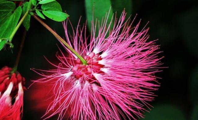 相思的花，承载思念之情（花开相思处）