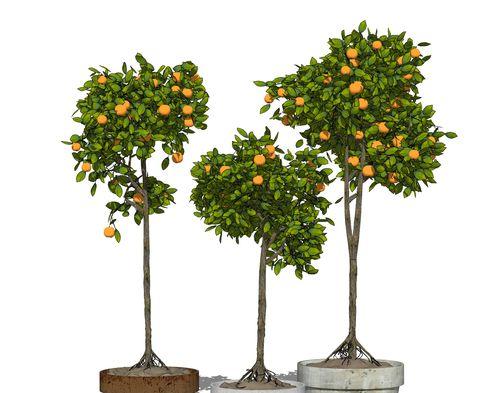 桔树施什么肥最好？如何根据季节选择肥料？