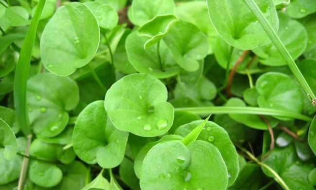 马蹄有哪些神奇的功效？如何利用马蹄来养生？