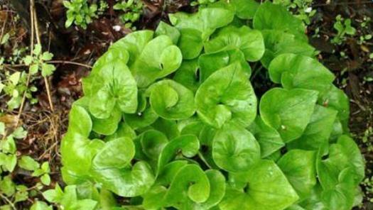 马蹄有哪些神奇的功效?如何利用马蹄来养生? 马蹄有哪些神奇的功效?如何利用马蹄来养生?