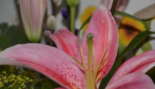 粉色百合花语（花开如梦）