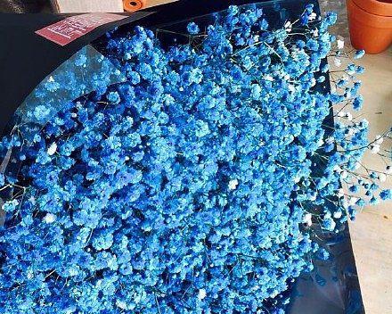 蓝色满天星花语(蓝色满天星的花语及其意义) 蓝色满天星花语(蓝色满天星的花语及其意义)