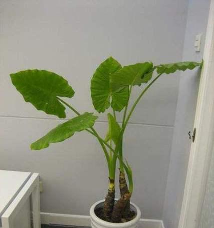 孔雀兰怎么养？养殖孔雀兰需要注意哪些问题？