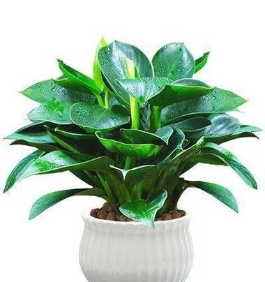 孔雀兰怎么养？养殖孔雀兰需要注意哪些问题？