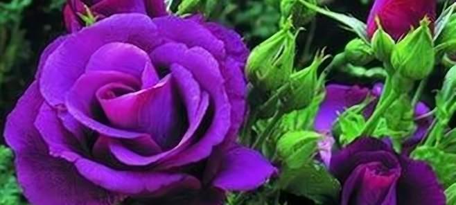紫色玫瑰的花语与寓意（探寻紫色玫瑰的浪漫与神秘）