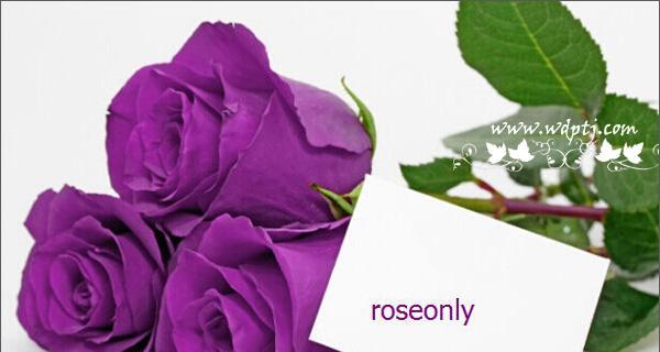紫色玫瑰的花语与寓意（探寻紫色玫瑰的浪漫与神秘）