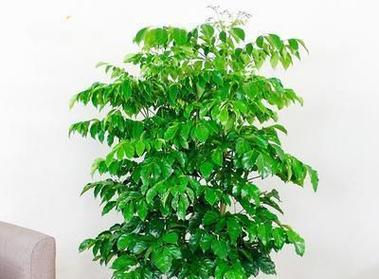 吉祥室内盆栽之美（用盆栽为家增添好运气）