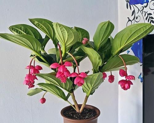 宝莲灯花的风水寓意与摆放位置（揭秘宝莲灯花的神奇力量）