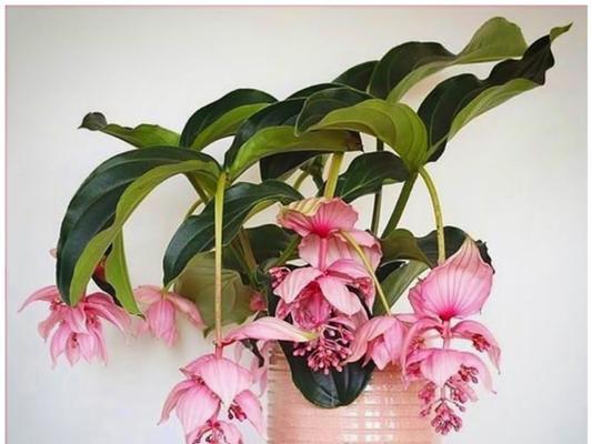 宝莲灯花的风水寓意与摆放位置（揭秘宝莲灯花的神奇力量）