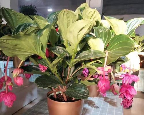 宝莲灯花的风水寓意与摆放位置（揭秘宝莲灯花的神奇力量）