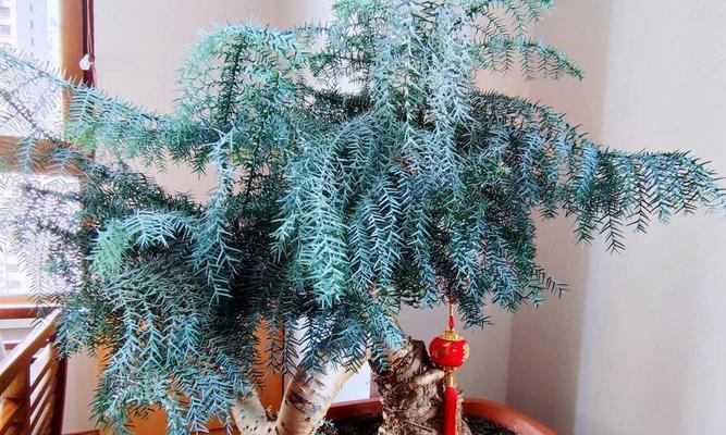 澳洲杉修剪方法有哪些？修剪澳洲杉需要注意什么？