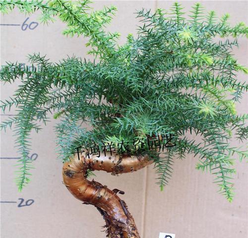 澳洲杉修剪方法有哪些？修剪澳洲杉需要注意什么？