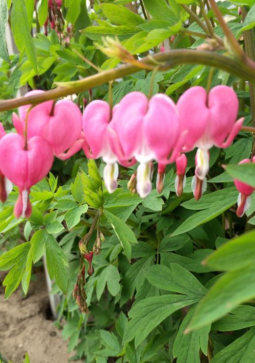 白蔓荷包牡丹的花语与象征意义（白蔓荷包牡丹）