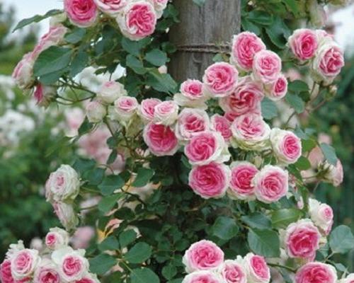 藤本月季哪个品种好？如何选择最佳藤本月季品种？