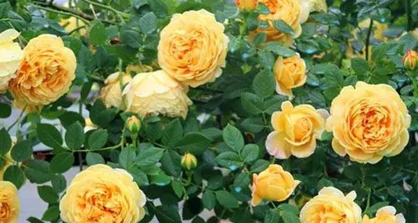 藤本月季哪个品种好？如何选择最佳藤本月季品种？