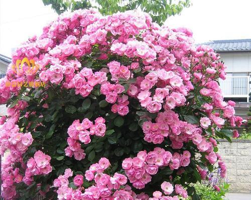 藤本月季哪个品种好？如何选择最佳藤本月季品种？
