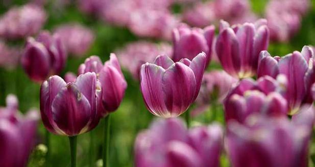 粉色郁金香花语（绽放爱的微笑）