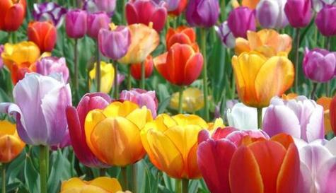 粉色郁金香花语（绽放爱的微笑）