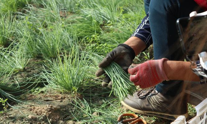 沙葱是什么植物？沙葱的生长环境和用途有哪些？