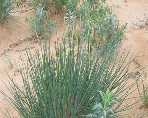 沙葱是什么植物？沙葱的生长环境和用途有哪些？