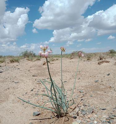 沙葱是什么植物？沙葱的生长环境和用途有哪些？