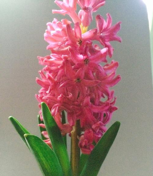 红色风信子花语（红色风信子花语的寓意及其美丽的故事）