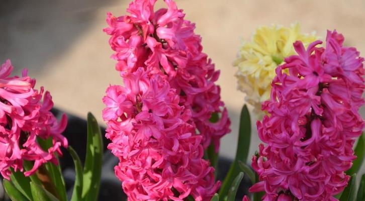 红色风信子花语（红色风信子花语的寓意及其美丽的故事）