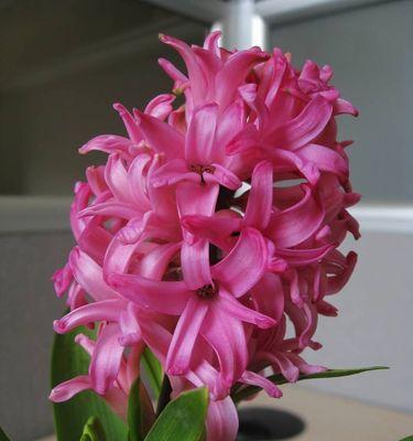 红色风信子花语（红色风信子花语的寓意及其美丽的故事）