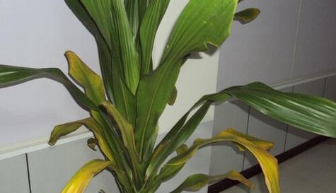 也门铁怎么养才能更旺盛？养护技巧和注意事项有哪些？