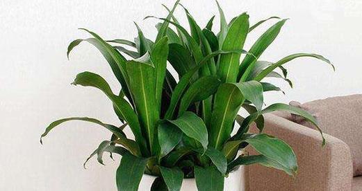 也门铁怎么养才能更旺盛？养护技巧和注意事项有哪些？