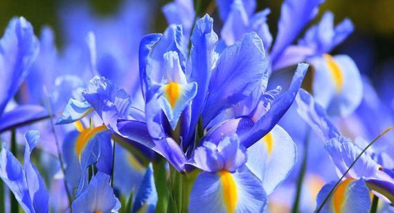 绿菟葵花语解读(以绿菟葵的花语为主题) 绿菟葵花语解读(以绿菟葵的花语为主题)