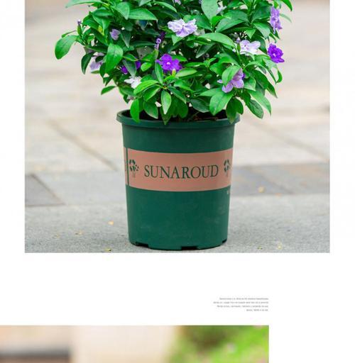 鸳鸯茉莉修剪方法是什么？如何正确修剪鸳鸯茉莉？