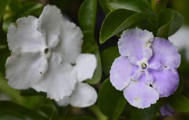 鸳鸯茉莉修剪方法是什么？如何正确修剪鸳鸯茉莉？